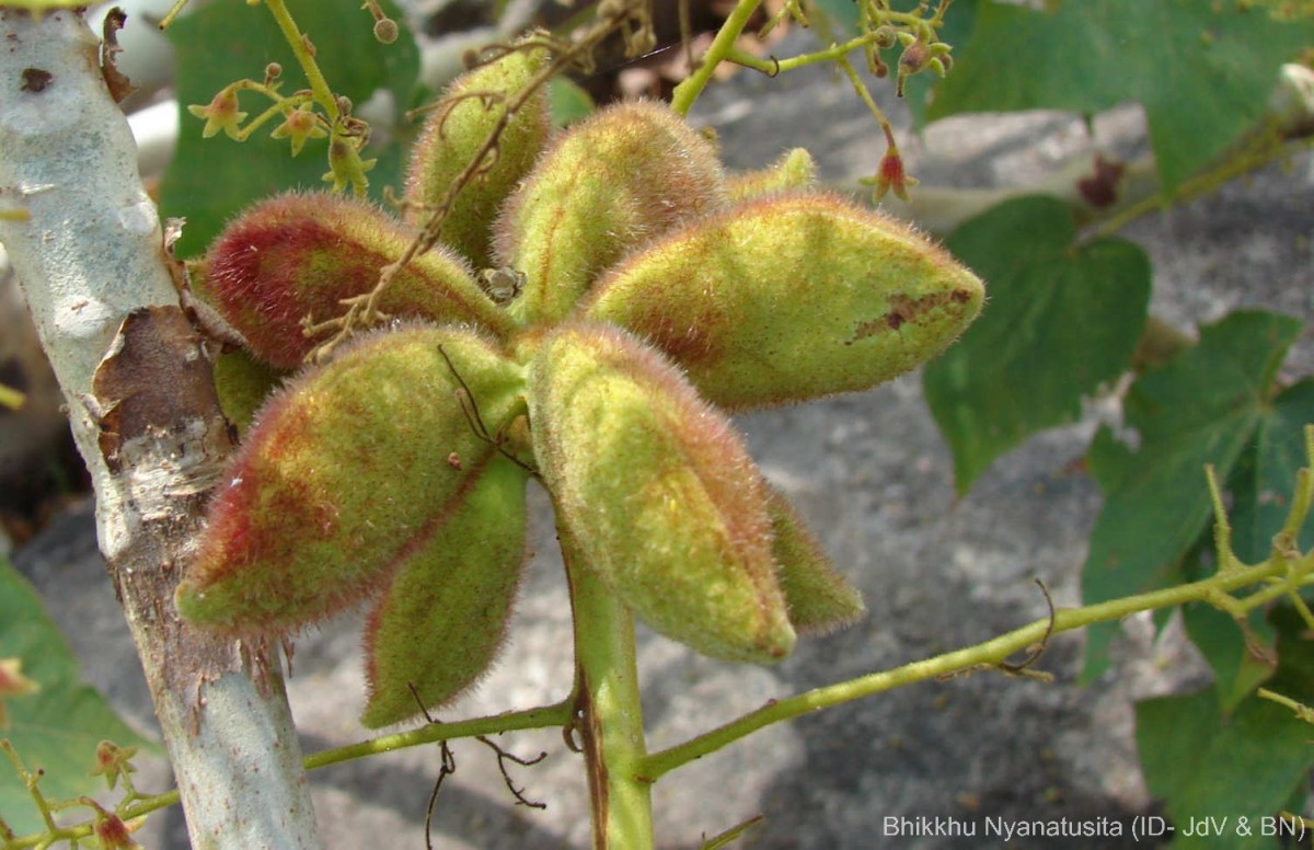 Sterculia urens Roxb.